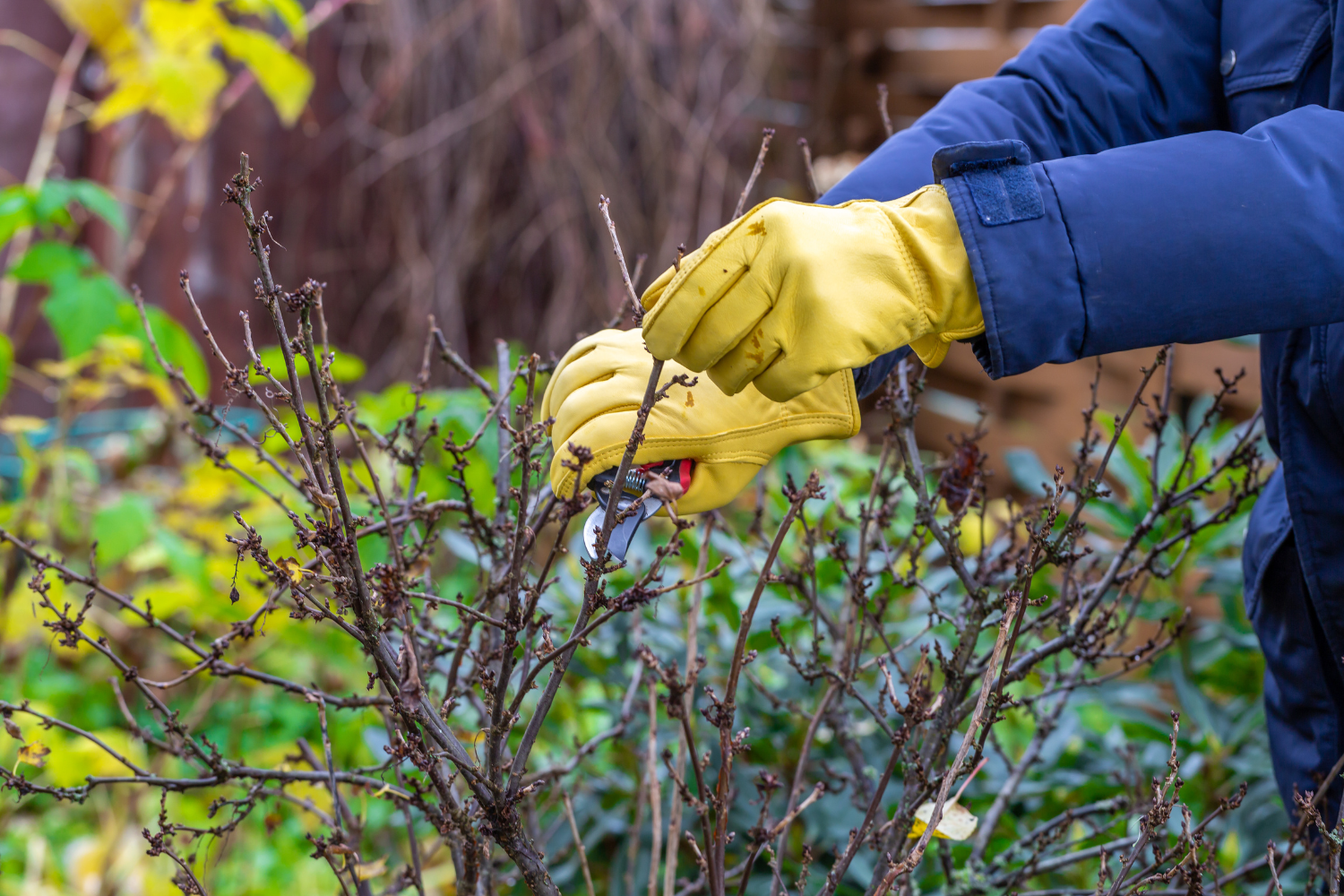 garden pruning