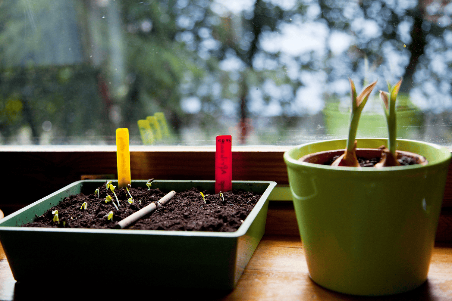 sowing seeds indoors